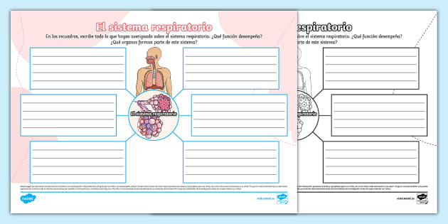 Mapa mental sistema respiratório Baixe em PDF grátis Sistema