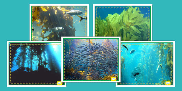 Kelp Forest Photos Teacher Made Twinkl