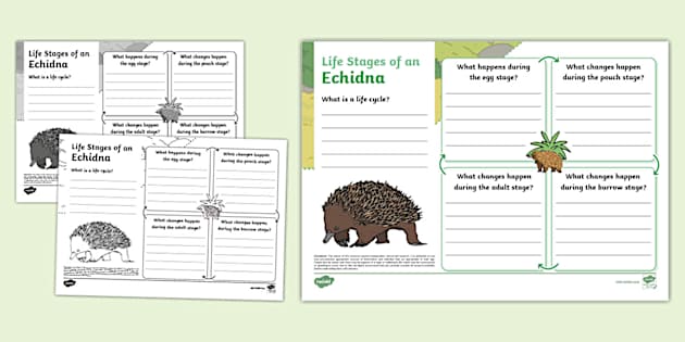 Echidna Life Cycle Fact File Template Hecho Por Educadores