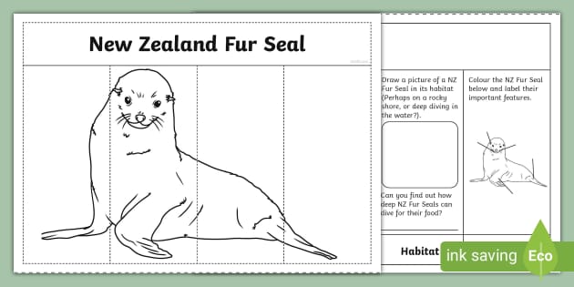 Nz Fur Seal Fact File Flap Book Professor Feito Twinkl