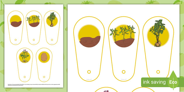 Life Cycle Of A Potato Fan Teacher Made Twinkl