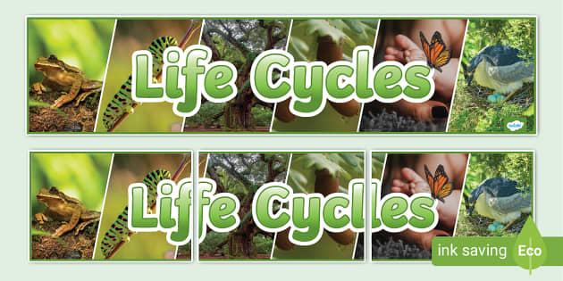 NEW Life Cycles Photo Display Banner Twinkl