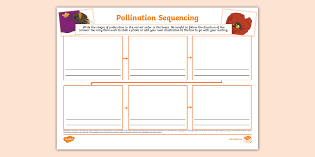 Pollination Sequencing Mind Map L Enseignant A Fait