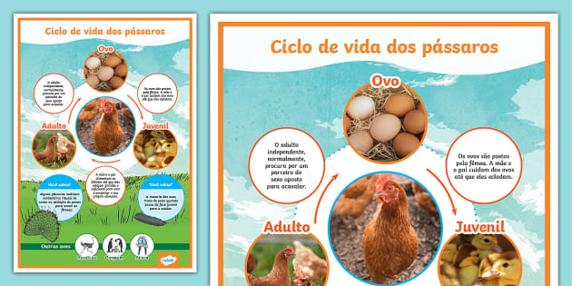 Ciclo de vida das aves Pôster teacher made Twinkl