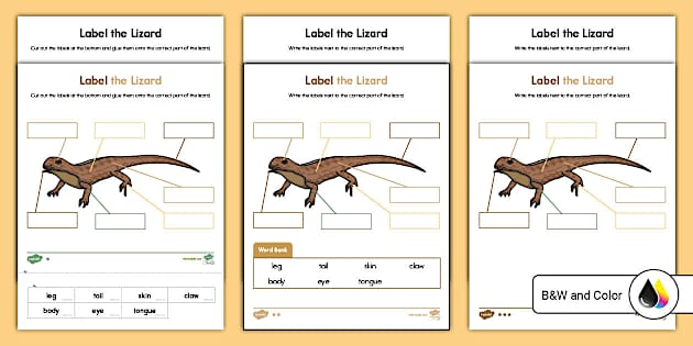 Label The Lizard Differentiated Activity Worksheet For K 2nd Grade