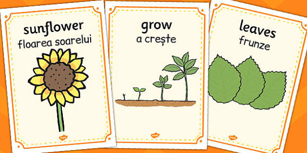 Sunflower Life Cycle Display Posters Romanian Translation Eal