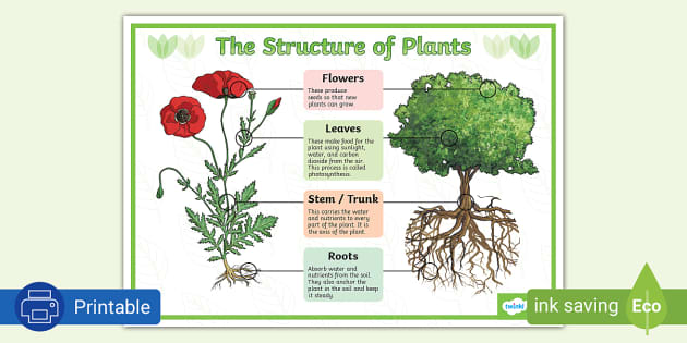 The Structure Of Plants Poster Lehrer Gemacht Twinkl