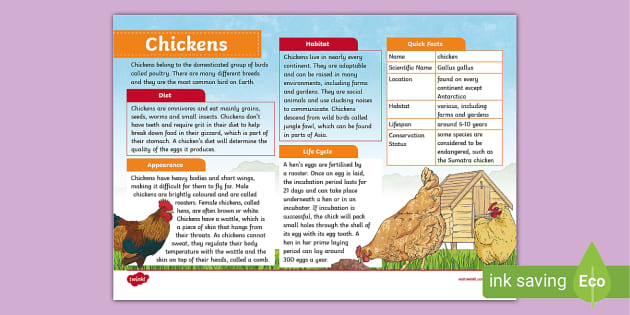 Ks Chicken Fact File Hecho Por Educadores Twinkl