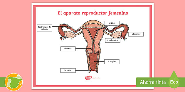 Póster El aparato reproductor femenino Twinkl