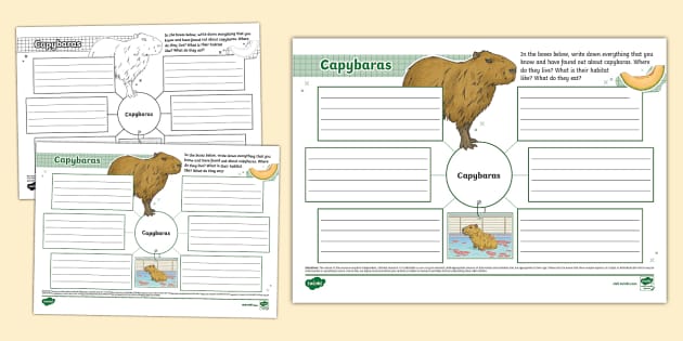 Capybaras Mind Map L Enseignant A Fait Twinkl