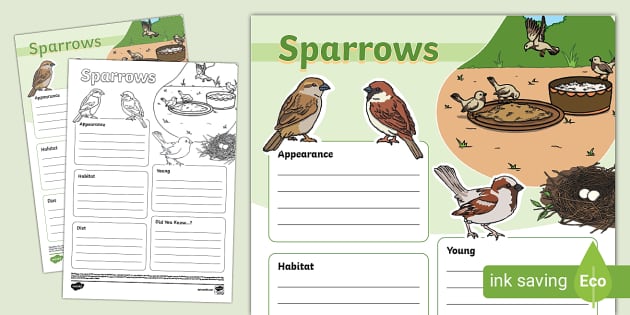 NEW Sparrow Fact File Template Lehrer Gemacht Twinkl