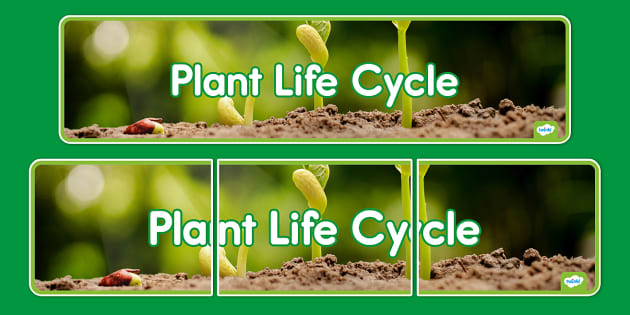 Plant Life Cycle Banner Teacher Made Twinkl