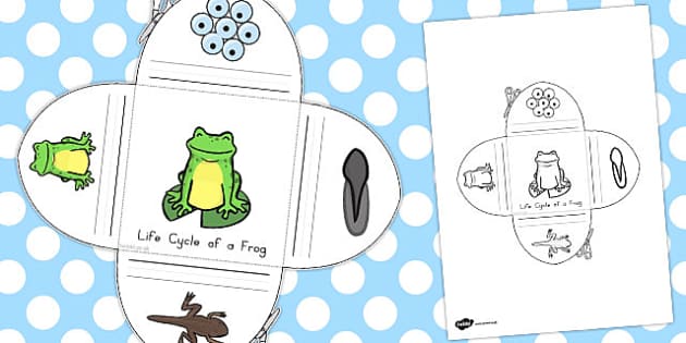 Frog Life Cycle Interactive Visual Aid Lehrer Gemacht