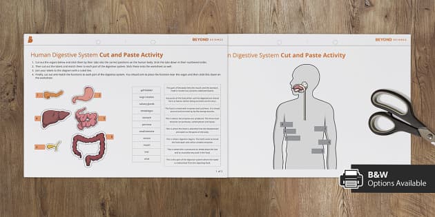 Digestive System Cut And Paste Activity Profesor Hizo