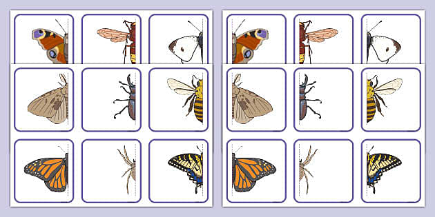 Minibeast Symmetry Matching Cards Professor Feito Twinkl