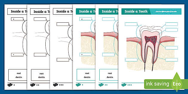 Inside A Tooth Labeling Activity Profesor Hizo Twinkl