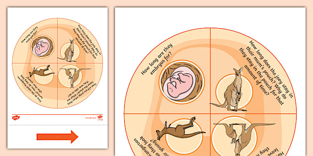 Kangaroo Life Cycle Spinner Twinkl Science Twinkl