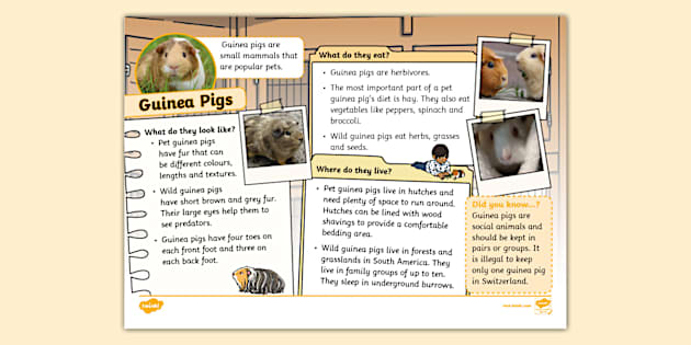 Guinea Pig Fact File Twinkl KS1 Teacher Made Twinkl