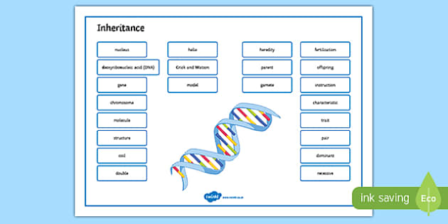 Inheritance Word Mat Profesor Hizo Twinkl