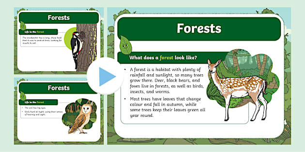 Forests L Enseignant A Fait Twinkl