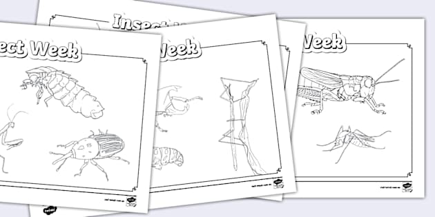 Insect Week Colouring Sheets Hecho Por Educadores Twinkl