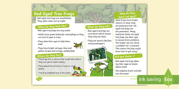 Ks Red Eyed Tree Frog Fact File Teacher Made Twinkl