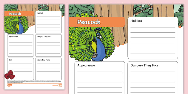 Peacock Fact File Template Hecho Por Educadores Twinkl