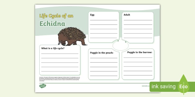 Echidna Life Cycle Fact File Template Teacher Made