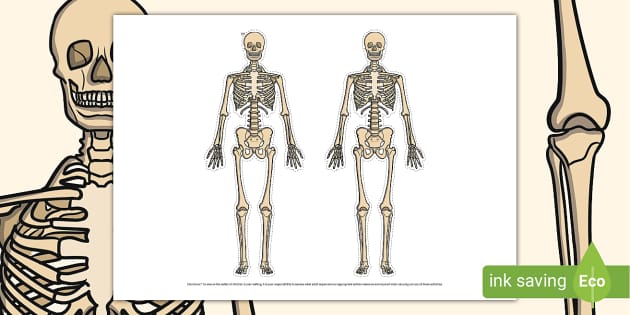 Skeleton Cut Outs Creat De Profesori Twinkl