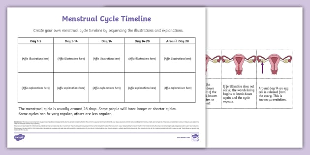 Introduction To The Menstrual Cycle Timeline Activity Sheet