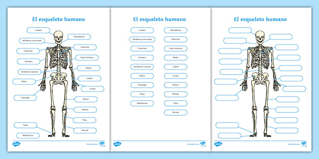 Ficha De Actividad Sistema Seo Twinkl Teacher Made