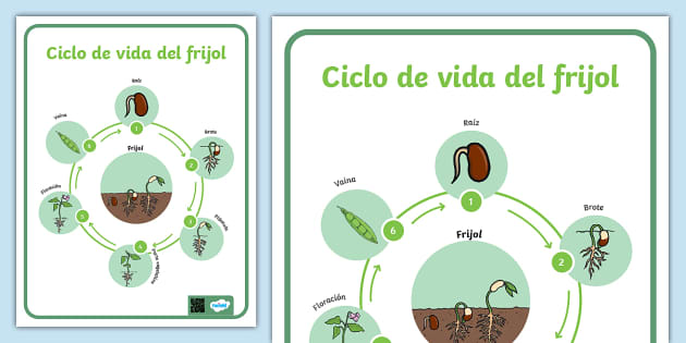 Cartel Ciclo De Vida Del Frijol Hecho Por Educadores