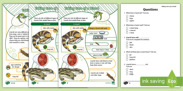 Ks How To Look After A Lizard Differentiated Reading Comprehension