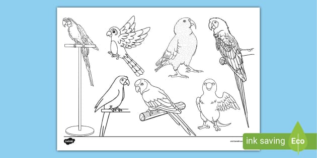 Parrot Doodle Colouring Page Hecho Por Educadores Twinkl