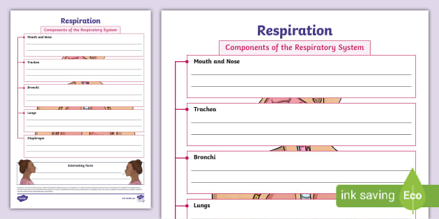 Respiration Fact File Template L Enseignant A Fait