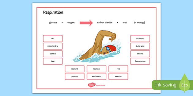 Respiration Word Mat Junior Cert