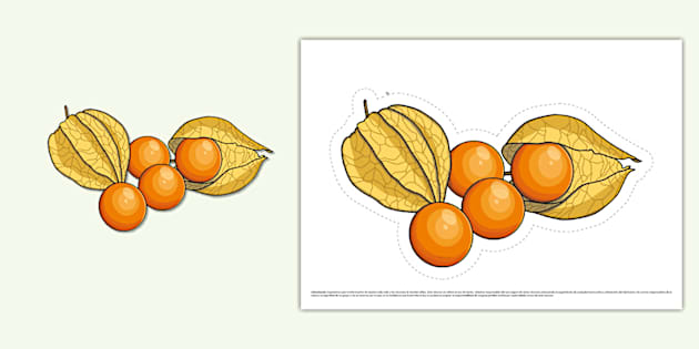 Dibujo Del Aguaymanto Imprimible Recursos Twinkl Per