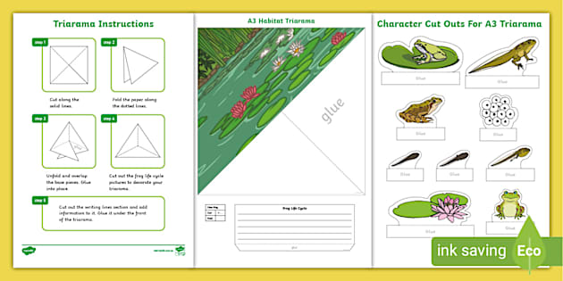 Frog Life Cycle Triarama Hecho Por Educadores Twinkl