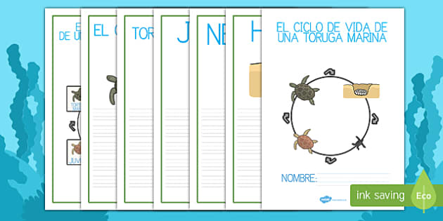 El Ciclo De Vida De Una Tortuga Marina Cuadernillo Twinkl