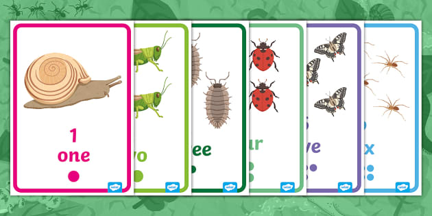 Minibeasts Numbers Display Posters Twinkl