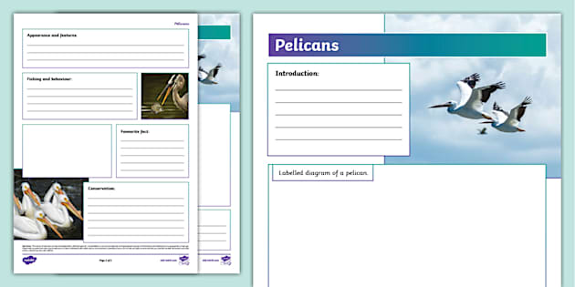 Pelicans Non Chronological Report Template Twinkl