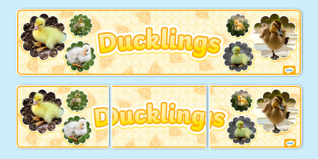 Ducklings Photo Display Banner Teacher Made Twinkl