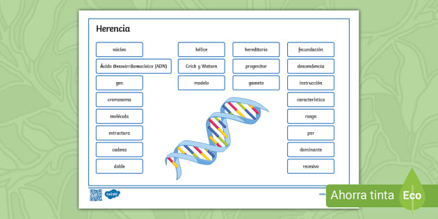 Tapiz De Vocabulario Herencia Lehrer Gemacht Twinkl