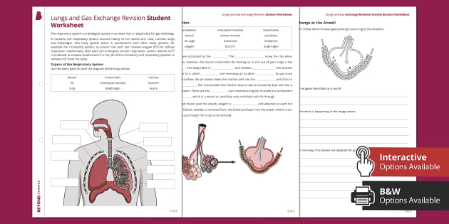 Lungs And Gas Exchange Resource Beyond Secondary Science