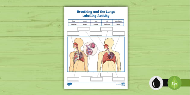 Respiratory System Labelling Activity Teacher Made