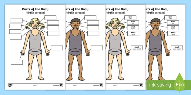 Parts Of The Body Senses Labelling Worksheet Worksheet English Romanian