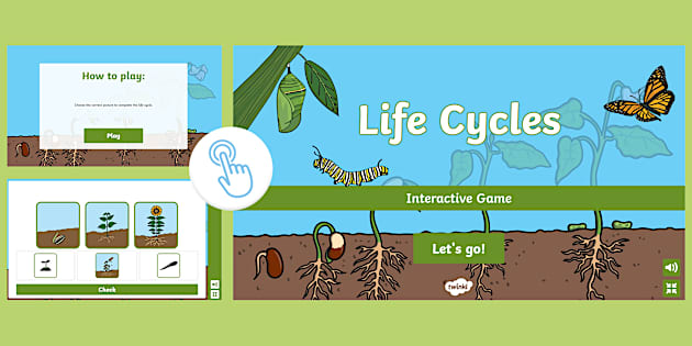 Life Cycles Interactive Game Twinkl Lehrer Gemacht