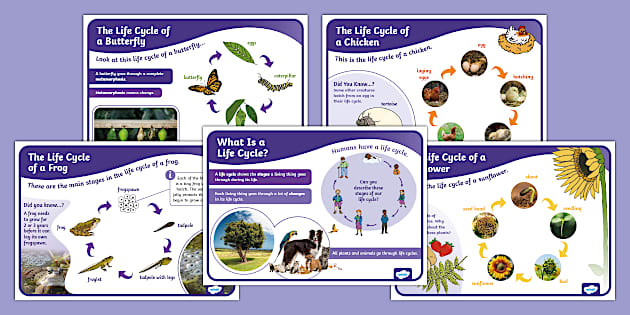 Eyfs All About Life Cycles Fact Files Twinkl Twinkl