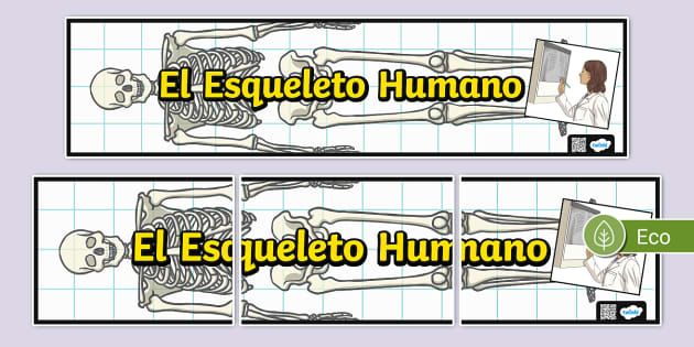 Cartel El Esqueleto Humano Teacher Made Twinkl