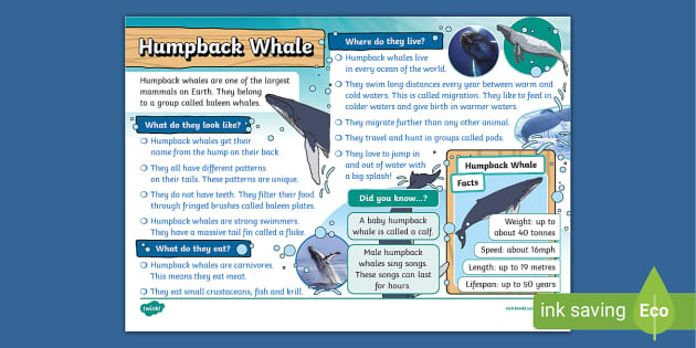 Humpback Whale Fact File Lehrer Gemacht Twinkl